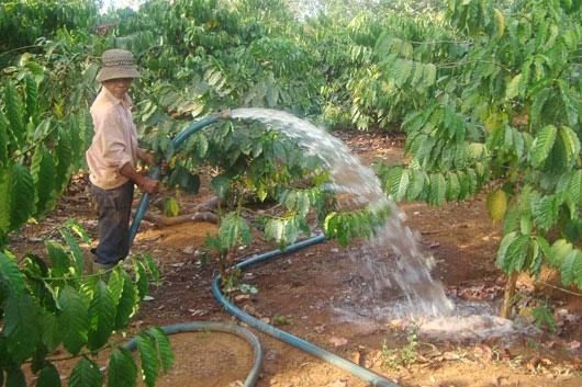 [-]Các[-]tỉnh[-]Tây[-]Nguyên[-]chăm[-]sóc[-]cà[-]phê[-]trong[-]mùa[-]khô[-]